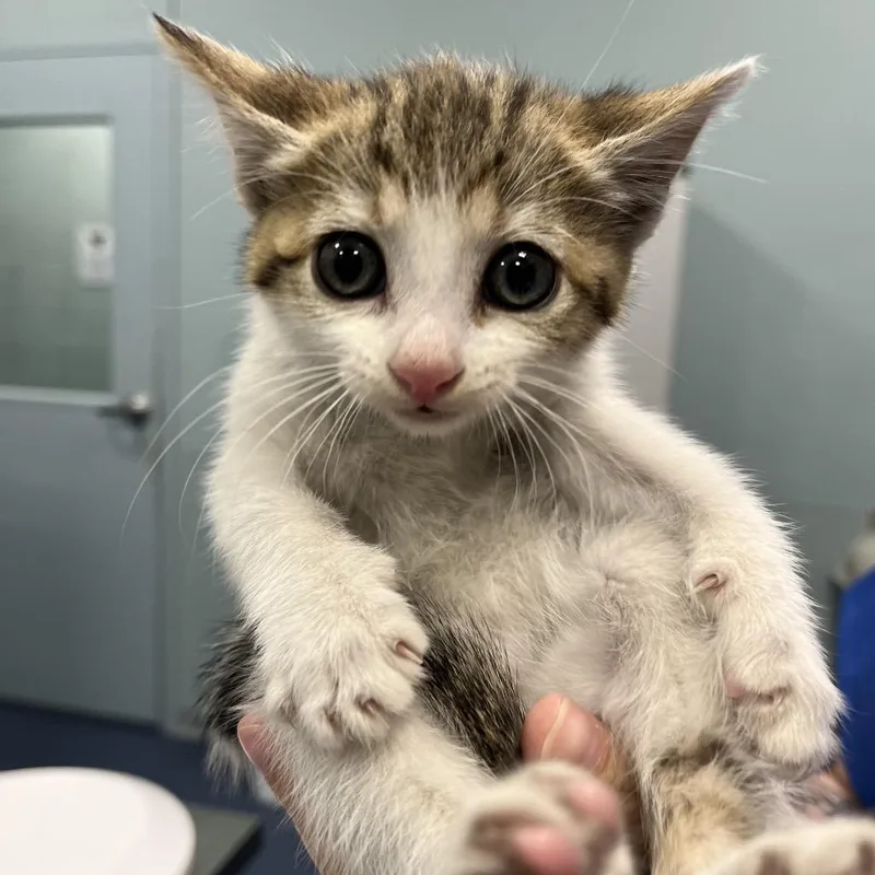 A baby small-sized female Brown / Chocolate Domestic Short Hair cat named Rolling Pin for adoption in Greensboro, NC