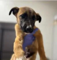 A baby medium-sized male Mixed Breed dog named Rodger for adoption in West Chester, PA
