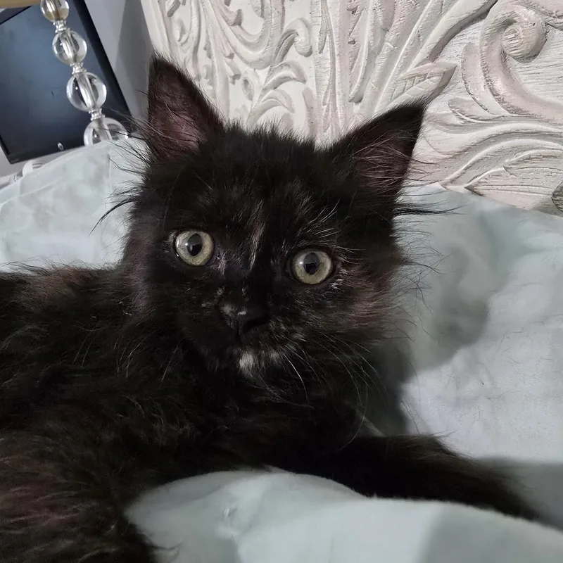 A baby medium-sized female Orange / Red Tortoiseshell cat named Sushi for adoption in Midvale, UT