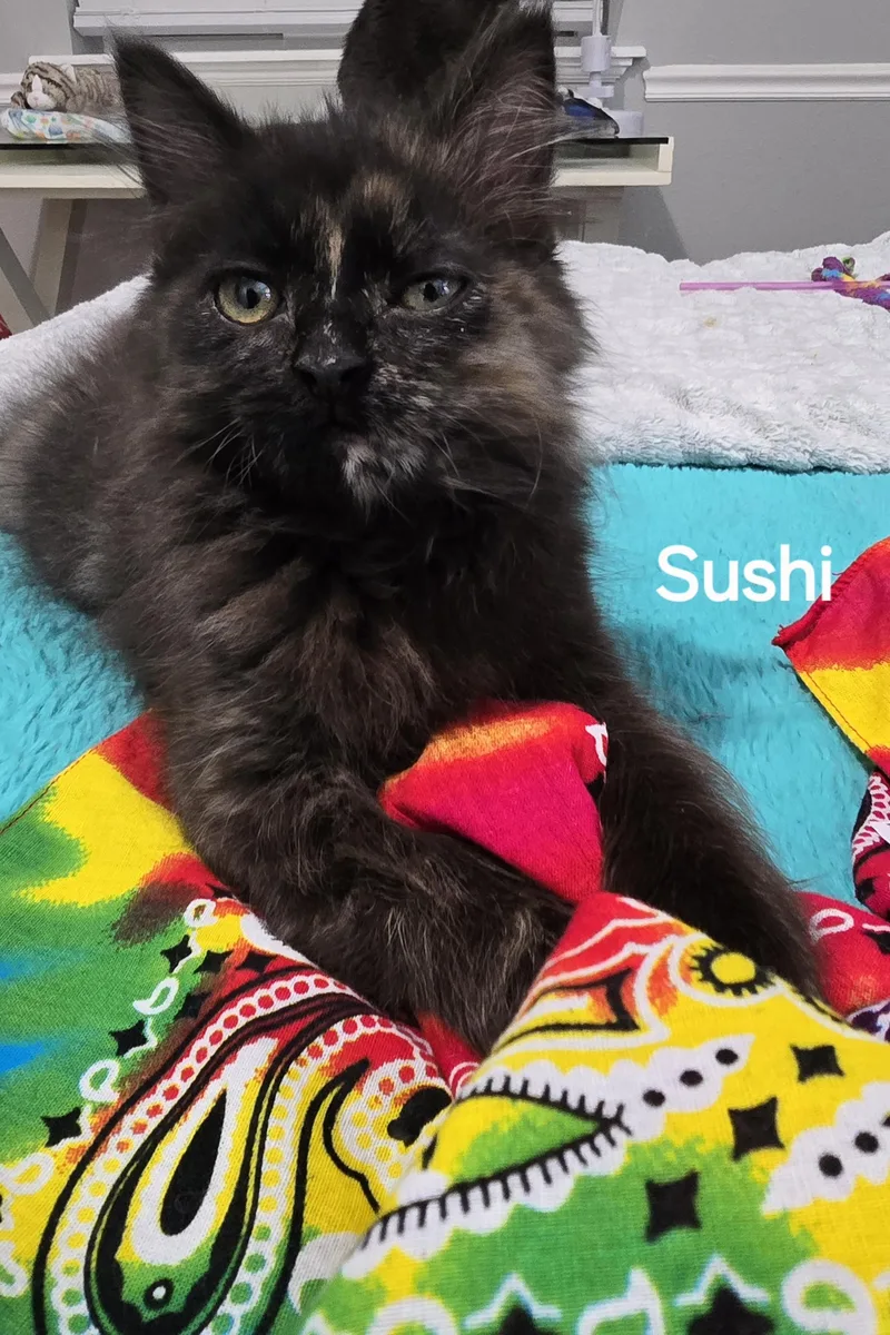 Sushi thumbnail 6