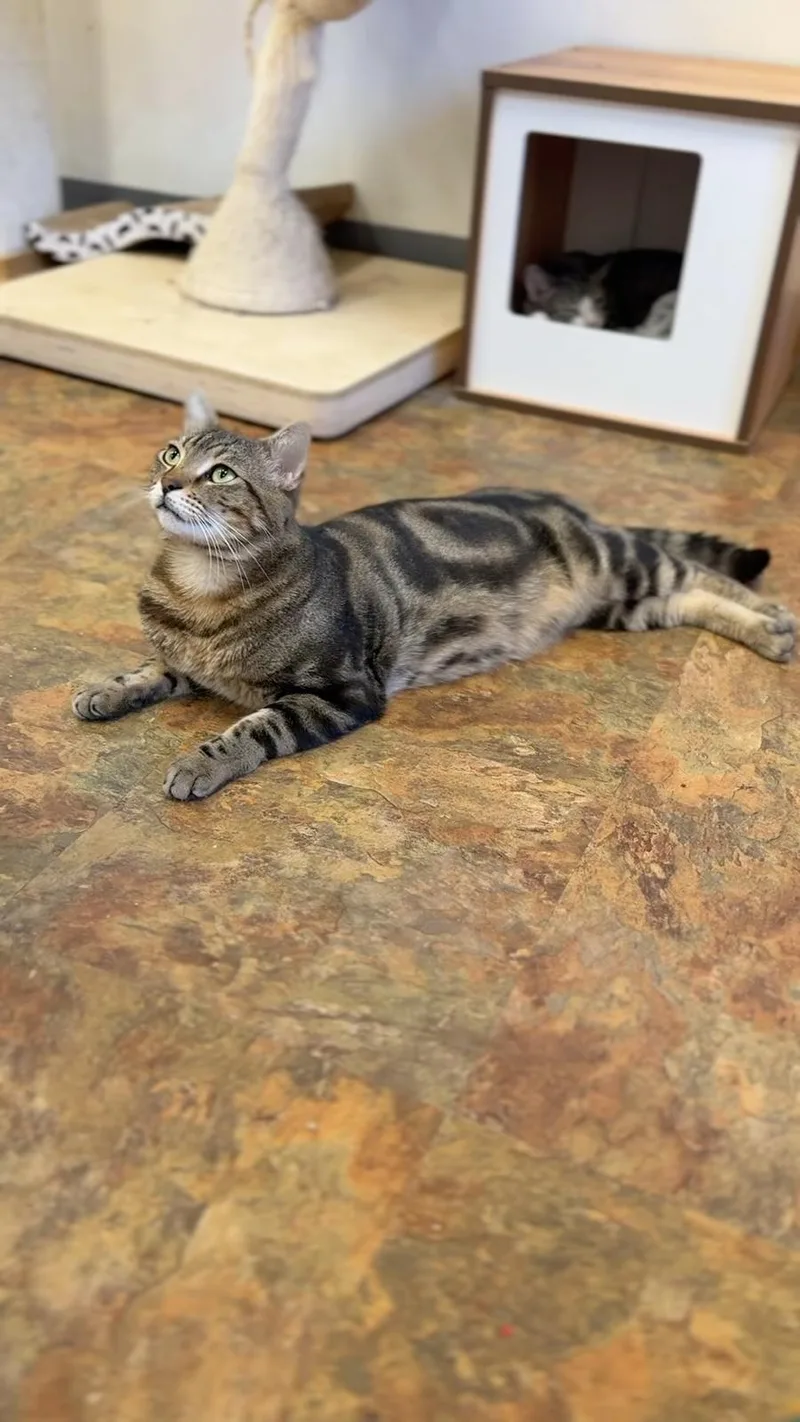 An adult large-sized male Tabby (Buff / Tan / Fawn) Domestic Short Hair cat named Bonsai for adoption in Miami Beach, FL