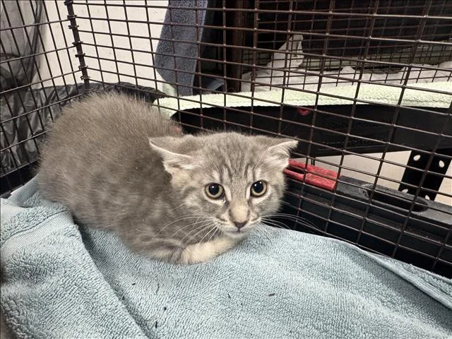 A baby medium-sized female Domestic Short Hair cat named Fidder for adoption in Chatsworth, CA