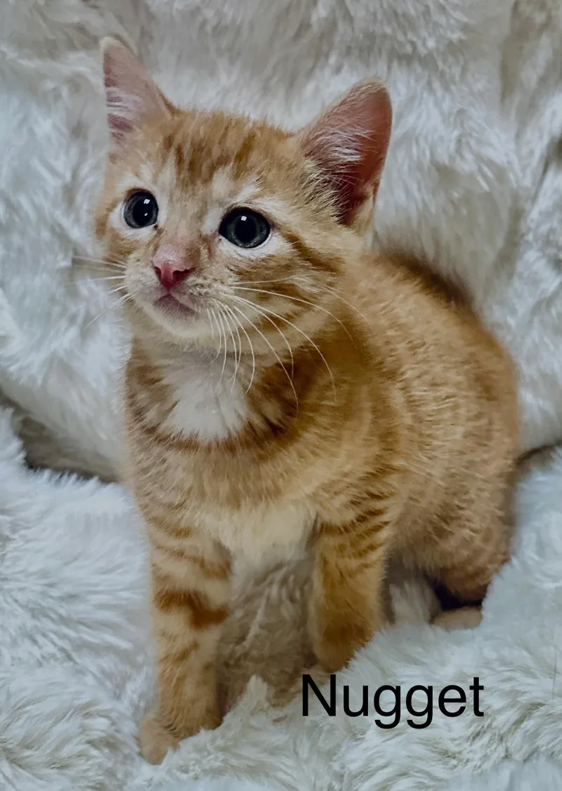 A baby medium-sized female Orange & White Domestic Short Hair cat named Nugget for adoption in South Elgin, IL