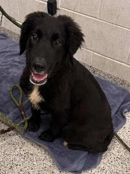 A baby medium-sized male Black Labrador Retriever dog named Ron for adoption in Kansas City, MO