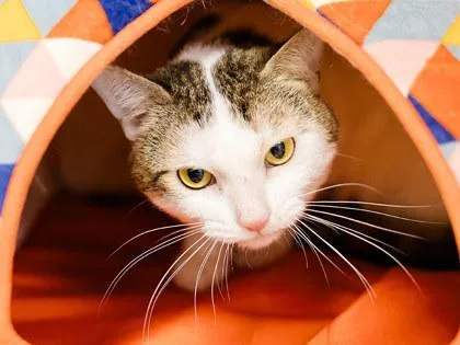 A young small-sized male Domestic Short Hair cat named Shake for adoption in Longmont, CO