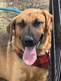 A young medium-sized male Labrador Retriever dog named Castor for adoption in Carrollton, GA