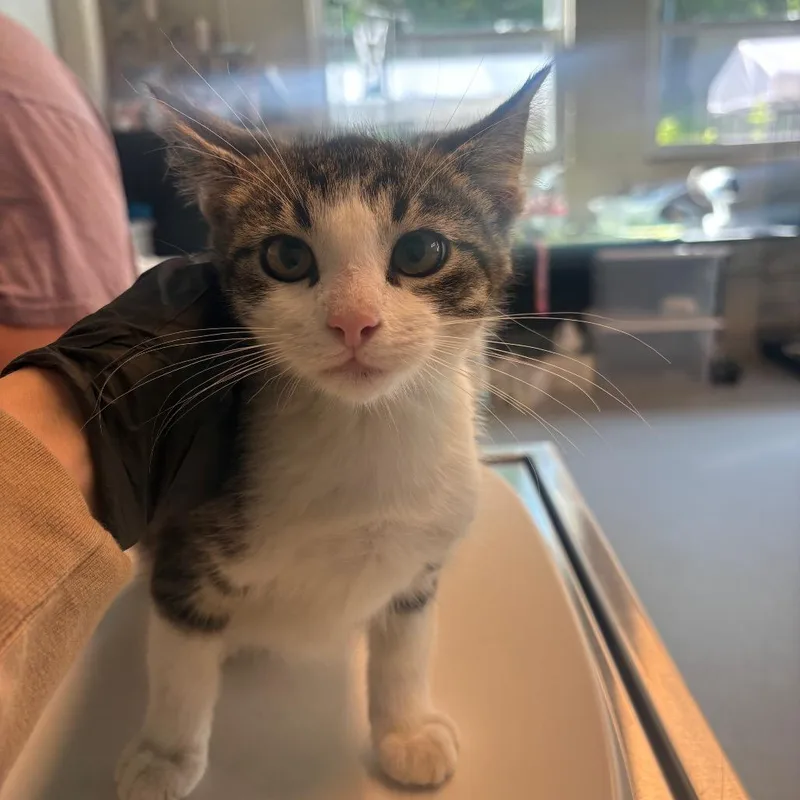 A baby small-sized male Brown / Chocolate Domestic Short Hair cat named Dr Seuss for adoption in Huntington, WV