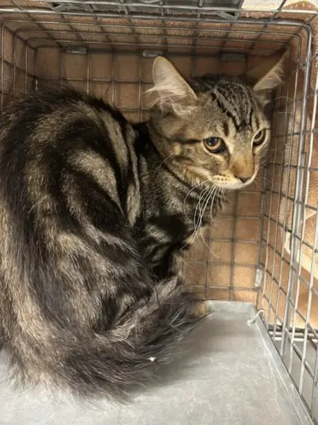A baby small-sized male Domestic Short Hair cat named Rover for adoption in Las Vegas, NV