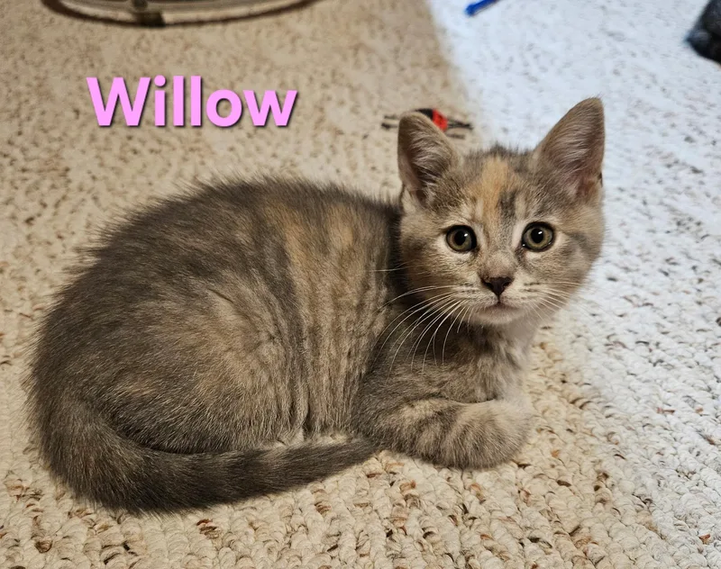 A baby small-sized female Dilute Tortoiseshell Domestic Short Hair cat named Willow for adoption in Hartville, OH