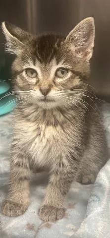 A baby small-sized female Domestic Medium Hair cat named Ruby for adoption in Clinton Township, MI