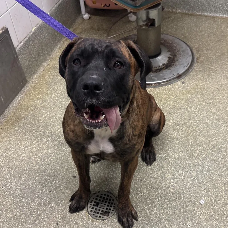 An adult large-sized female Brindle Boxer dog named Luna for adoption in San Gabriel, CA