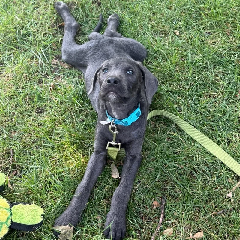 A baby medium-sized male Black Pit Bull Terrier dog named Rollie for adoption in Brainerd, MN