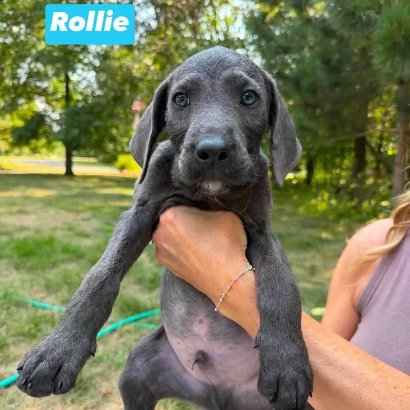 Rollie thumbnail 3