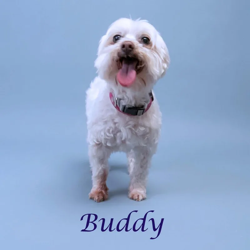 Buddy D