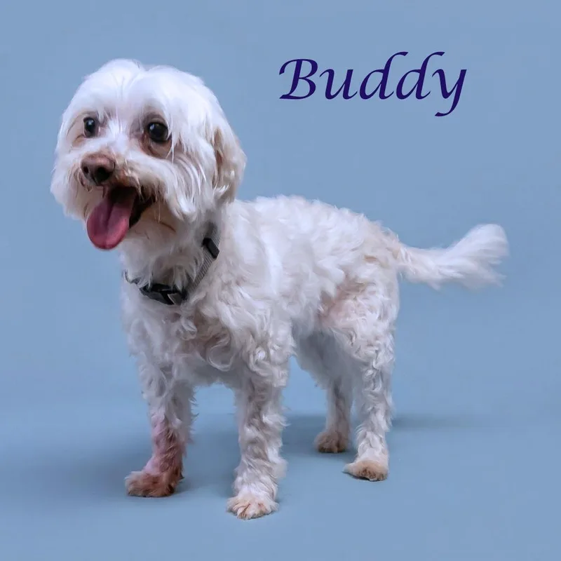 Buddy D thumbnail 2