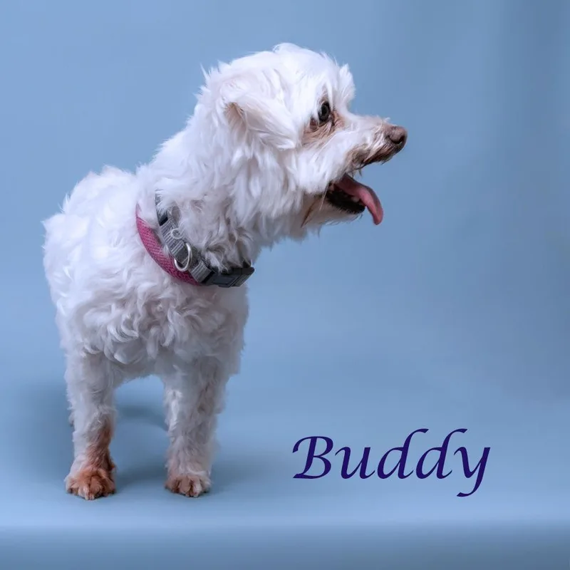 Buddy D thumbnail 3