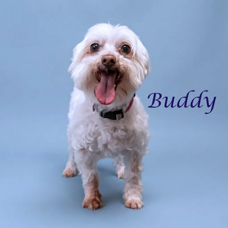 Buddy D thumbnail 4