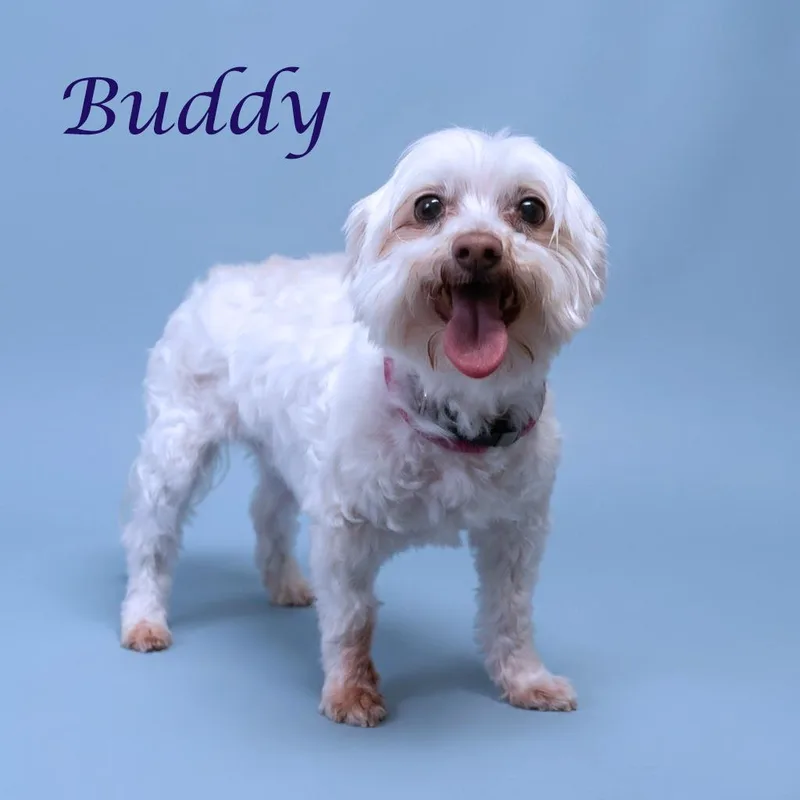 Buddy D thumbnail 5