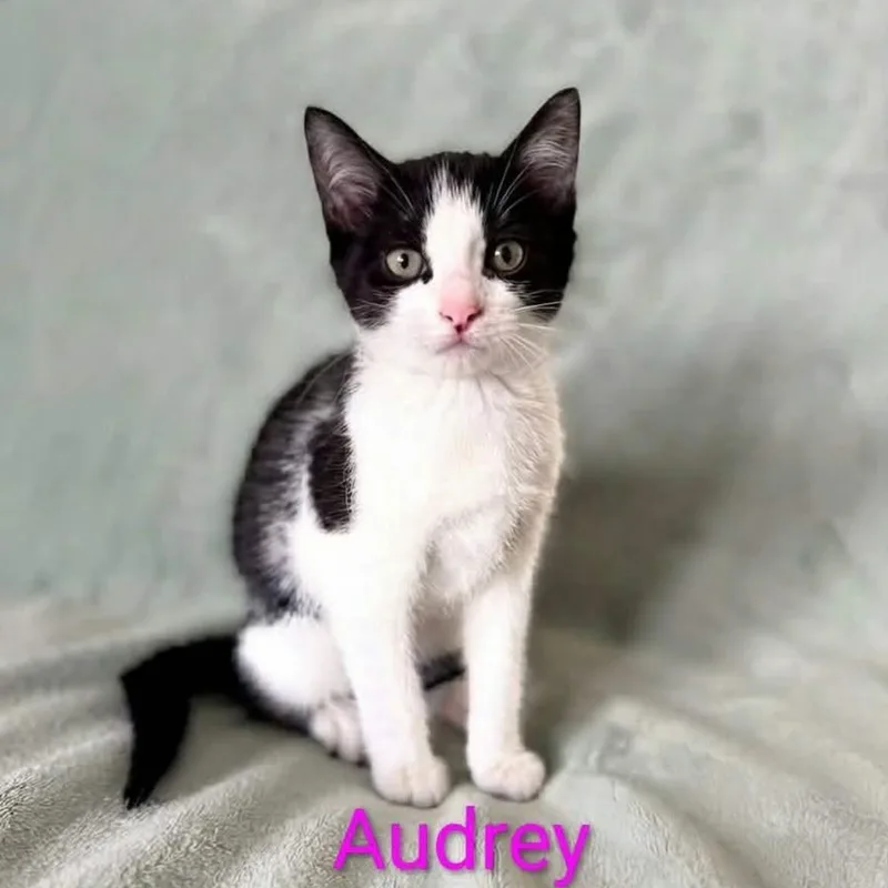 A baby medium-sized female Black & White / Tuxedo Domestic Short Hair cat named Audrey for adoption in Wyandotte, MI