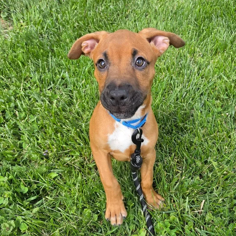 A baby small-sized female Yellow / Tan / Blond / Fawn American Staffordshire Terrier dog named Georgia for adoption in Zanesville, OH