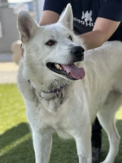 An adult large-sized male Husky dog named Sled Zeppelin for adoption in Fresno, CA