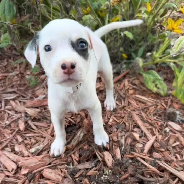 A young small-sized male Pit Bull Terrier dog named Flash for adoption in Jacksonville, NC