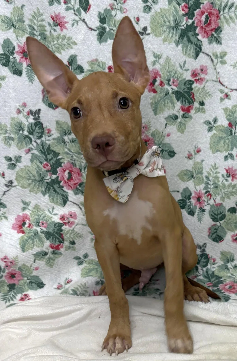 A young medium-sized male Pit Bull Terrier dog named Bartok for adoption in Wetumpka, AL