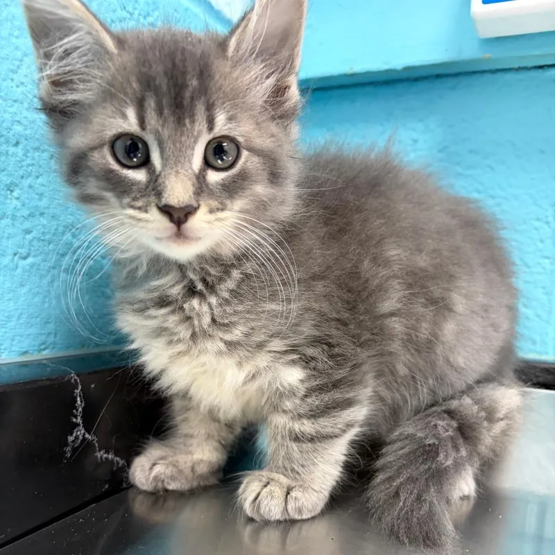 A baby small-sized male Domestic Medium Hair cat named Fern for adoption in Philadelphia, PA