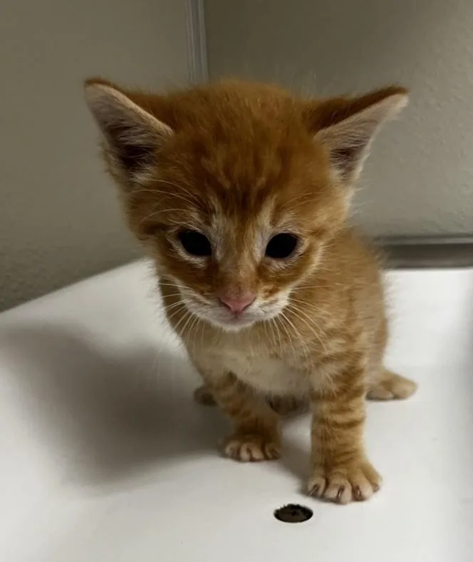 A baby small-sized male Domestic Short Hair cat named Biscuit for adoption in Tracy, CA