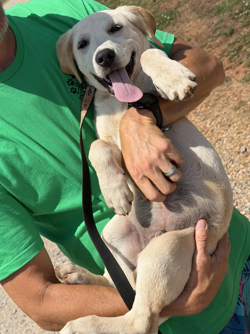 A baby medium-sized male Apricot / Beige Labrador Retriever dog named Jobb for adoption in Pelham, AL