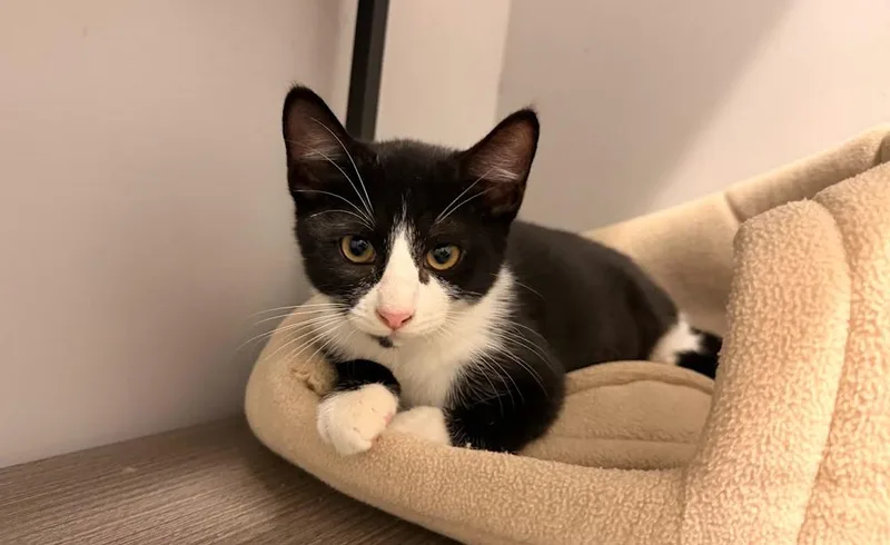 A baby small-sized female Black & White / Tuxedo Domestic Short Hair cat named Purple Mountain's Majesty for adoption in Hudson, NH