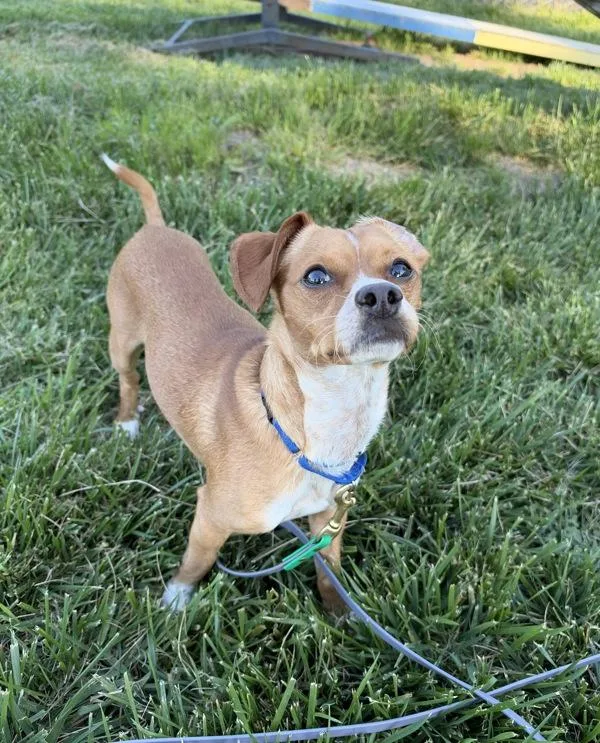 An adult small-sized male Chihuahua dog named David S. Pumpkin for adoption in Santa Rosa, CA