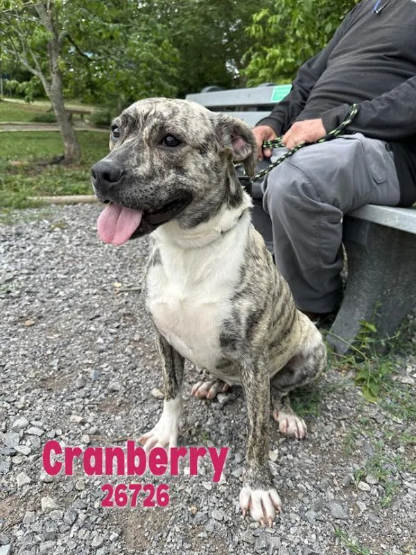 Cranberry