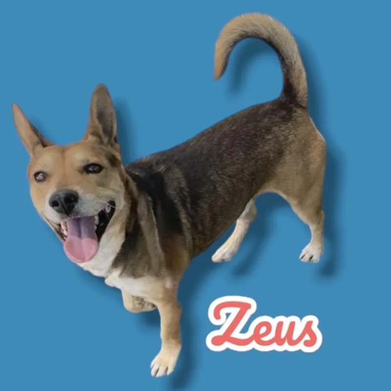 A baby medium-sized male Brown / Chocolate German Shepherd Dog dog named Zeus for adoption in Scottsdale, AZ
