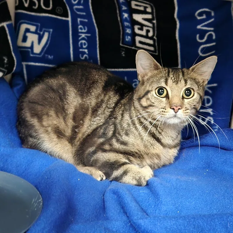 A young medium-sized male Brown / Chocolate Domestic Short Hair cat named Callum for adoption in Grand Rapids, MI
