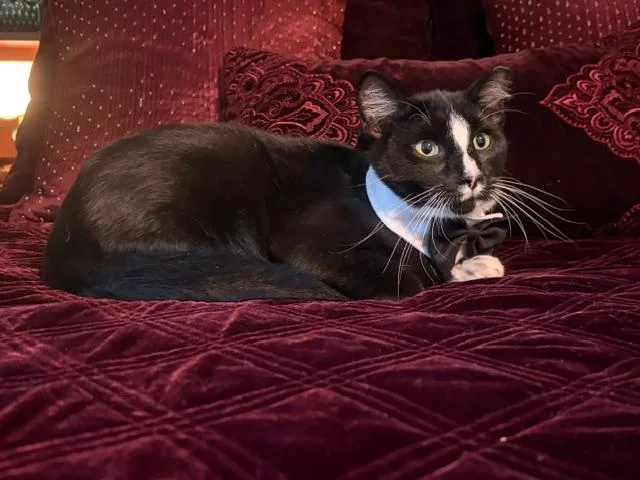 An adult medium-sized male Black & White / Tuxedo Domestic Short Hair cat named Sammy for adoption in Northfield, OH