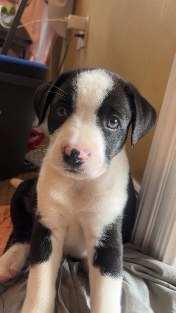 Eloise