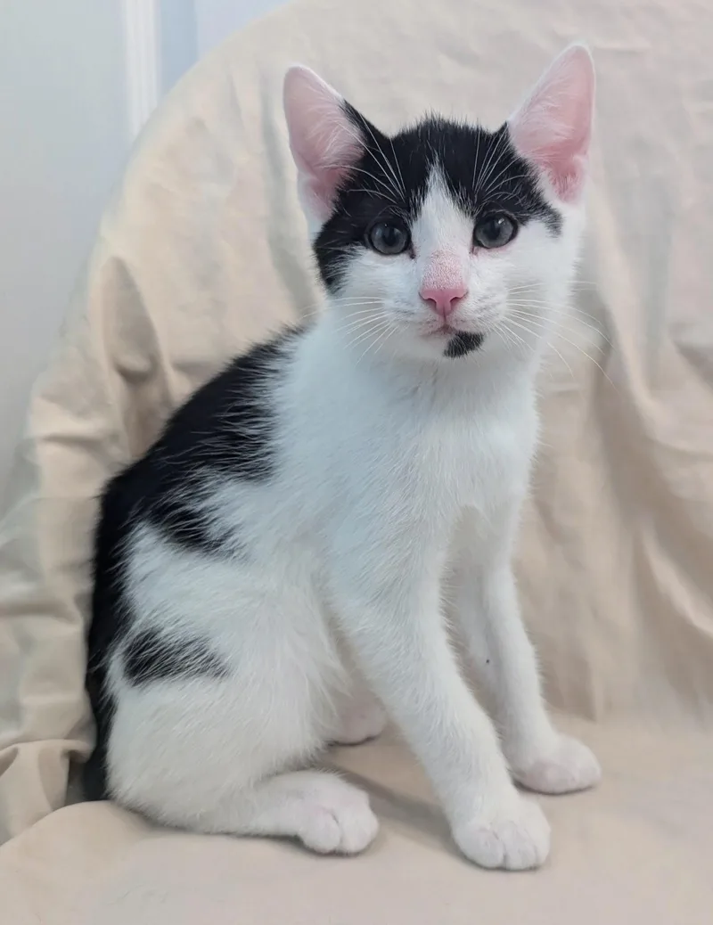 A baby medium-sized male Black & White / Tuxedo Manx cat named Batman for adoption in Greensboro, NC