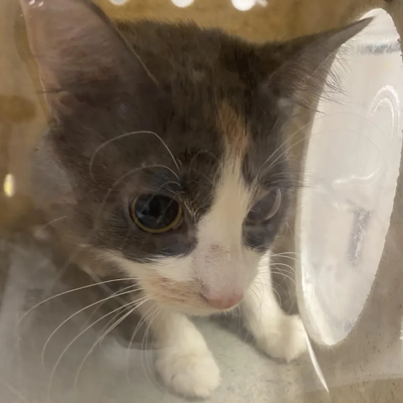 An adult medium-sized female Calico Domestic Short Hair cat named Suede for adoption in Philadelphia, PA