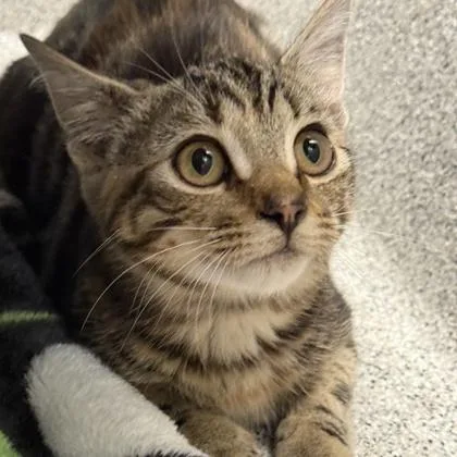 An adult medium-sized female Tabby (Buff / Tan / Fawn) Domestic Short Hair cat named Narra for adoption in Lansing, MI