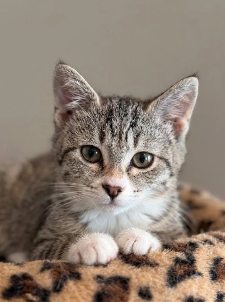 A baby medium-sized female Domestic Short Hair cat named Shelly for adoption in Salt Lake City, UT
