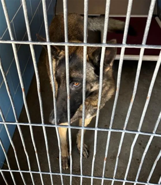An adult small-sized female Belgian Shepherd / Malinois dog named Patch for adoption in Norco, CA