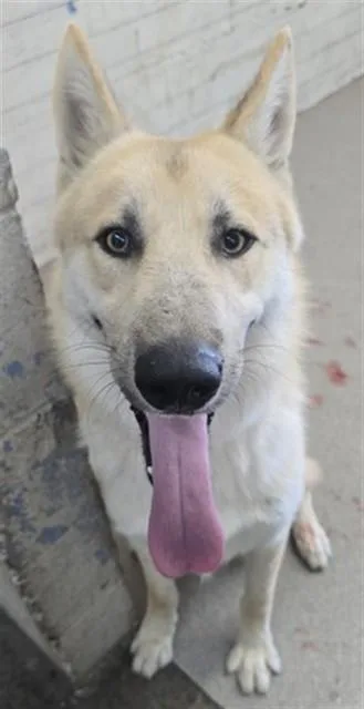 A young large-sized male German Shepherd Dog dog named Tommy for adoption in San Bernardino, CA