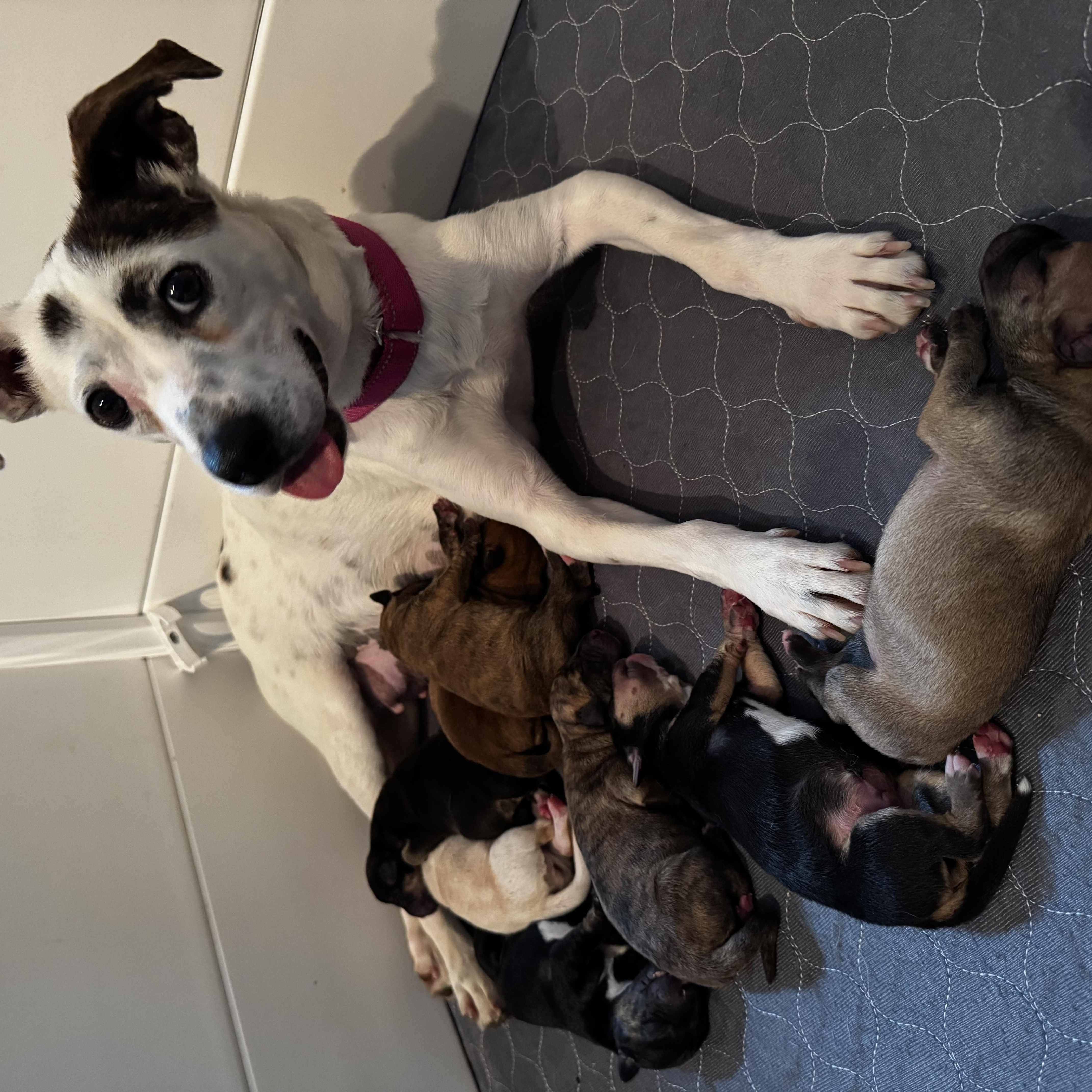 A baby medium-sized male Yellow / Tan / Blond / Fawn Jack Russell Terrier dog named Joey Nikona  Local for adoption in Andover, MA