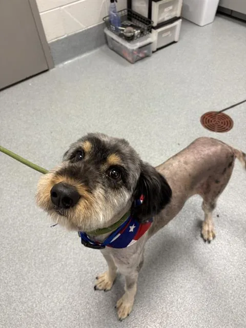 An adult medium-sized male Australian Shepherd dog named Max for adoption in Indianapolis, IN