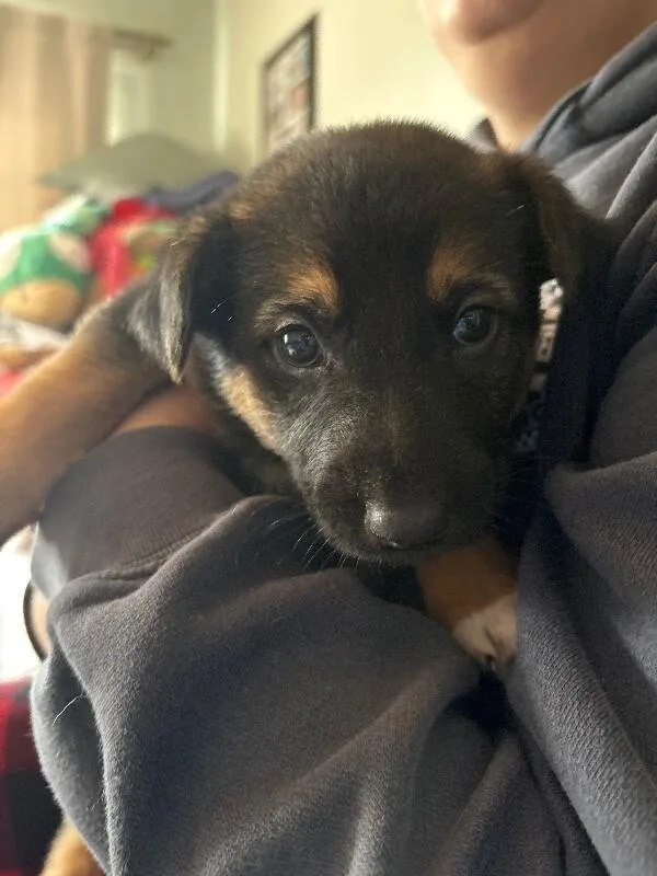 A baby medium-sized male Black Labrador Retriever dog named Stormy for adoption in Van Nuys, CA