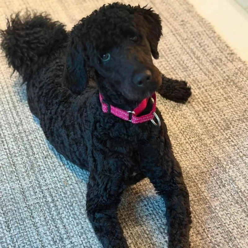 A young medium-sized female Black Poodle dog named Zora for adoption in Phoenix, MD