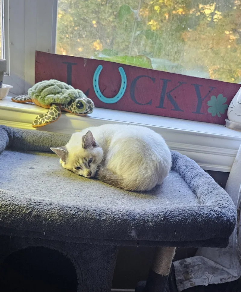 A young medium-sized female White Domestic Short Hair cat named Snow for adoption in Logan, OH