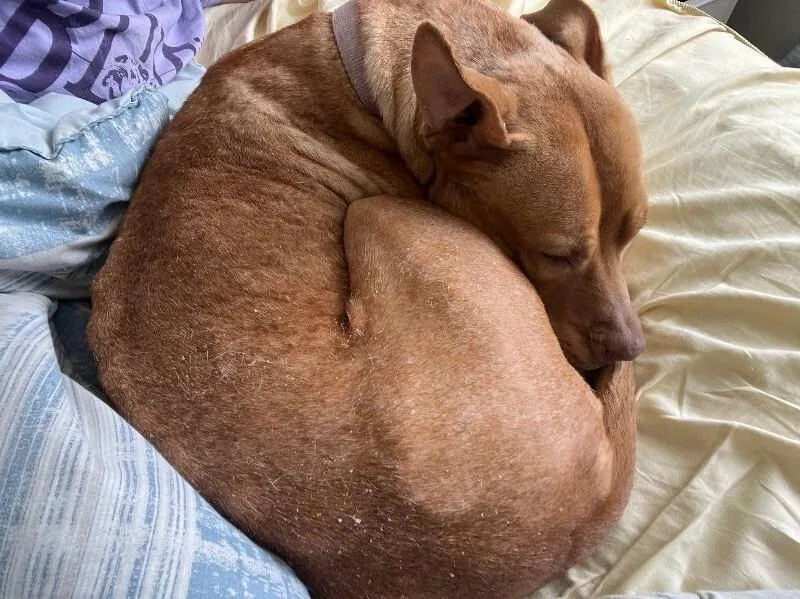 An adult large-sized female Red / Chestnut / Orange Mixed Breed dog named Red for adoption in Cincinnati, OH