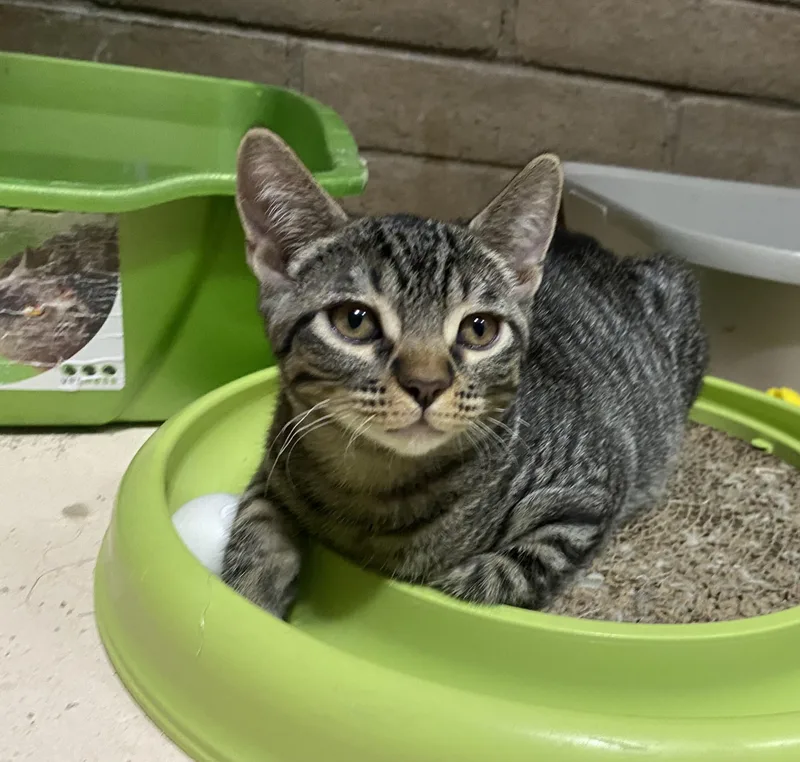 A baby medium-sized male Tabby (Brown / Chocolate) Domestic Short Hair cat named Theo for adoption in Phoenix, AZ